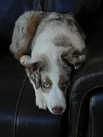 Kip, a male Miniature American Shepherd for sale in Danville, AL – Photo 3 of 5