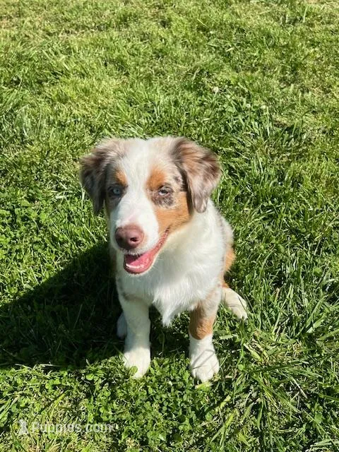 Kip, a male Miniature American Shepherd for sale in Danville, AL – Photo 1 of 5