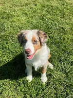 Kip, a male Miniature American Shepherd for sale in Danville, AL – Photo 1 of 5