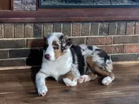 Kip, a male Miniature American Shepherd for sale in Danville, AL – Photo 2 of 5