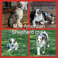 Kip, a male Miniature American Shepherd for sale in Danville, AL – Photo 5 of 5