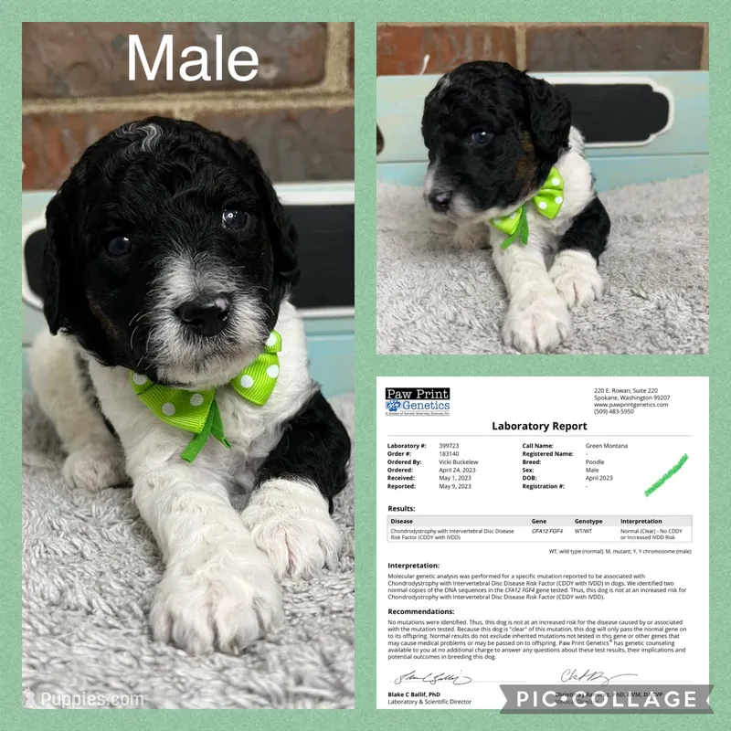 Green, a male Poodle - Miniature  for sale in Danville, AL – Photo 1 of 3
