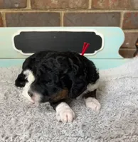 Red, a male Poodle - Miniature  for sale in Danville, AL – Photo 2 of 3