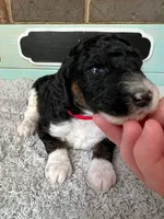 Red, a male Poodle - Miniature  for sale in Danville, AL – Photo 3 of 3