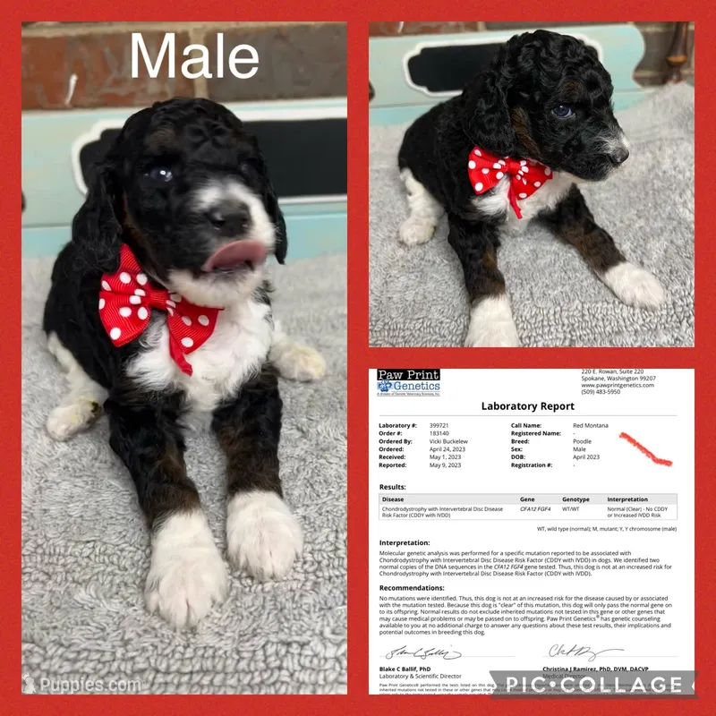 Red, a male Poodle - Miniature  for sale in Danville, AL – Photo 1 of 3