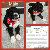 Red, a male Poodle - Miniature  for sale in Danville, AL – Photo 1 of 3