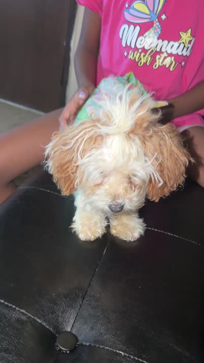 Cinnamon , a female Poodle - Toy  for sale in Bristol, IN – 2 of 5