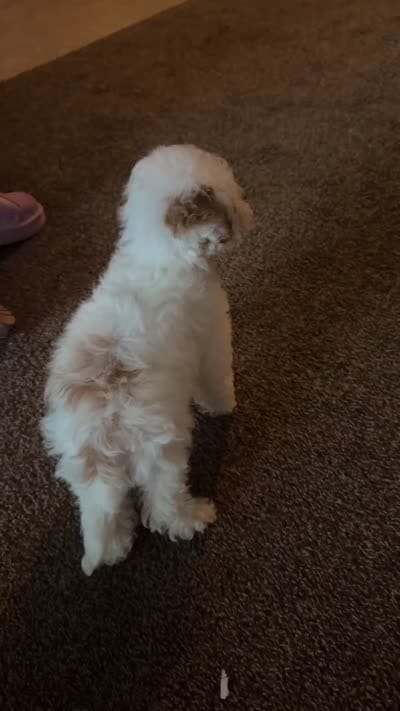 Cinnamon , a female Poodle - Toy  for sale in Bristol, IN – 5 of 5