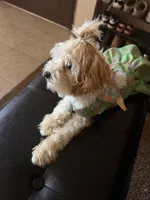 Cinnamon , a female Poodle - Toy  for sale in Bristol, IN – 4 of 5