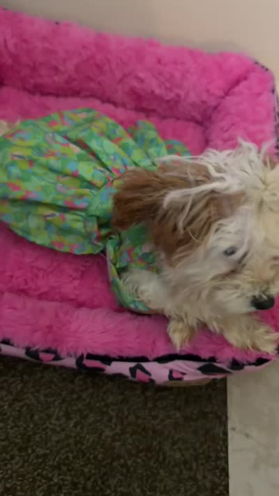 Cinnamon , a female Poodle - Toy  for sale in Bristol, IN – 3 of 5