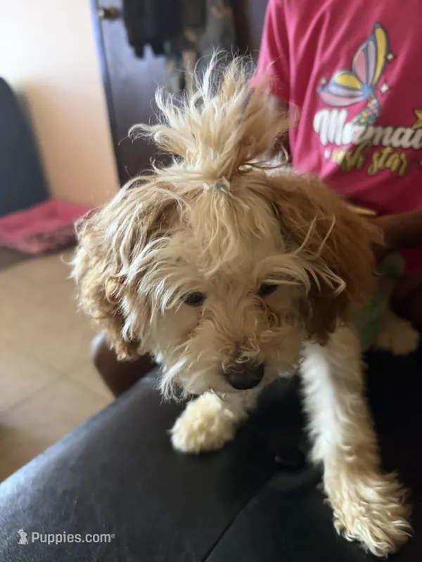 Cinnamon  – Poodle - Toy  puppy for sale in Bristol, IN