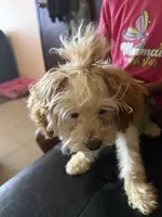 Cinnamon , a female Poodle - Toy  for sale in Bristol, IN – 1 of 5