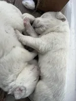 Spark, a female Great Pyrenees for sale in Tomball, TX – Photo 2 of 3