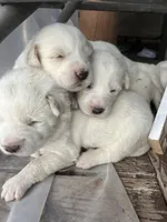 Spark, a female Great Pyrenees for sale in Tomball, TX – Photo 1 of 3