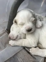 Spark, a female Great Pyrenees for sale in Tomball, TX – Photo 3 of 3