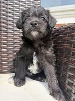 Male Mini Schnoodle - Thor, a male Miniature Schnauzer and Poodle - Toy  for sale in Collinsville, VA – 3 of 4
