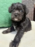 Male Mini Schnoodle - Thor, a male Miniature Schnauzer and Poodle - Toy  for sale in Collinsville, VA – 2 of 4