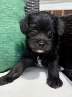 Male Mini Schnoodle - Thor, a male Miniature Schnauzer and Poodle - Toy  for sale in Collinsville, VA – 4 of 4