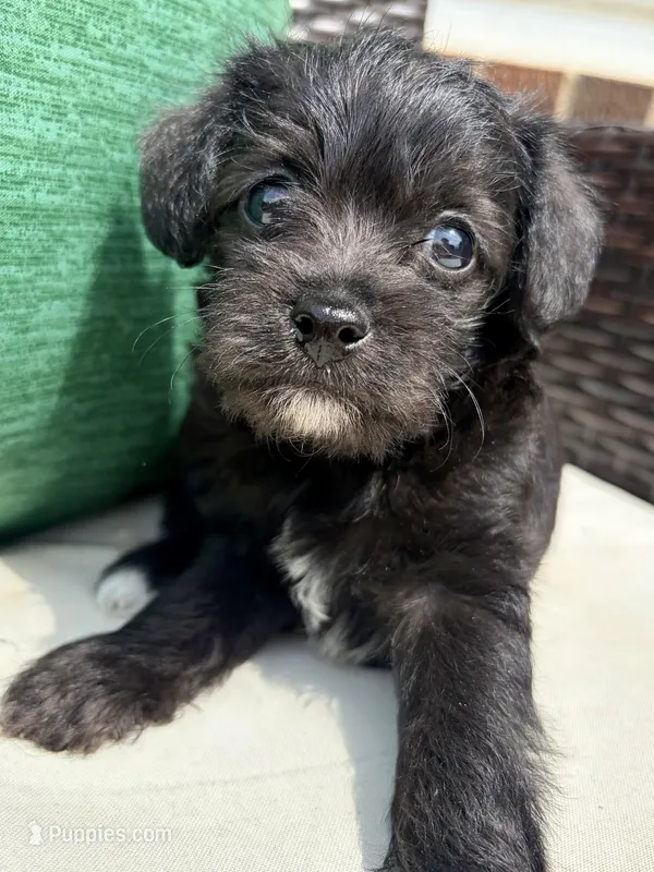 Male Mini Schnoodle - Thor – Miniature Schnauzer, Poodle - Toy  puppy for sale in Collinsville, VA