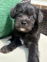 Male Mini Schnoodle - Thor, a male Miniature Schnauzer and Poodle - Toy  for sale in Collinsville, VA – 1 of 4