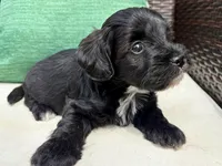 Mini Schnoodle - Gammy, a female Miniature Schnauzer and Poodle - Toy  for sale in Collinsville, VA – Photo 1 of 3