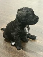 Mini Schnoodle - Gammy, a female Miniature Schnauzer and Poodle - Toy  for sale in Collinsville, VA – Photo 3 of 3