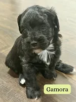 Mini Schnoodle - Gammy, a female Miniature Schnauzer and Poodle - Toy  for sale in Collinsville, VA – Photo 2 of 3