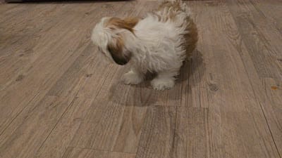 Snowy, a male Shih Tzu for sale in Cathedral City, CA – 4 of 4
