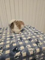 Charley, a male Shih Tzu for sale in Coachella, CA – Photo 6 of 8