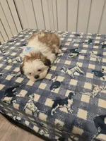 Charley, a male Shih Tzu for sale in Coachella, CA – Photo 2 of 8