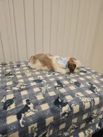 Charley, a male Shih Tzu for sale in Coachella, CA – Photo 3 of 8