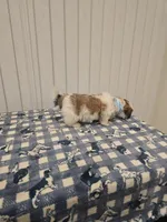 Charley, a male Shih Tzu for sale in Coachella, CA – Photo 5 of 8