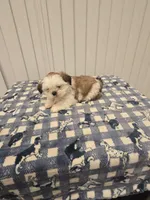 Charley, a male Shih Tzu for sale in Coachella, CA – Photo 7 of 8