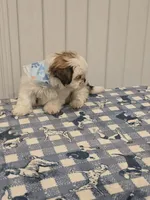 Charley, a male Shih Tzu for sale in Coachella, CA – Photo 4 of 8