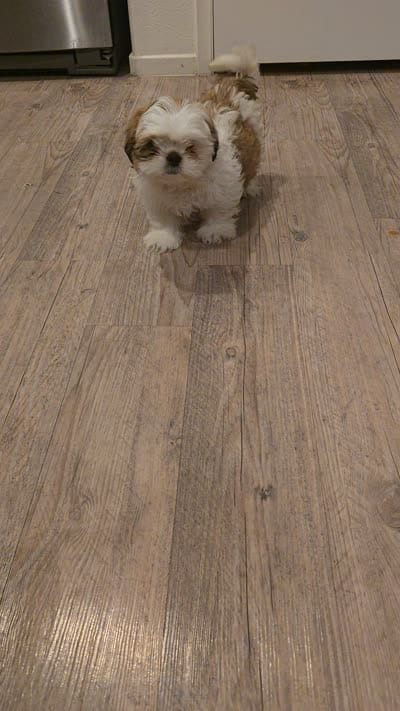 Snowy, a male Shih Tzu for sale in Cathedral City, CA – 1 of 4
