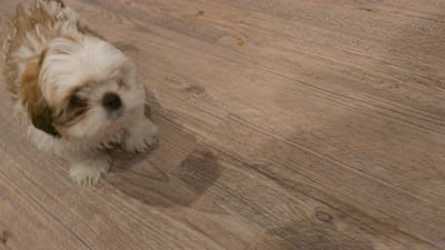Snowy, a male Shih Tzu for sale in Cathedral City, CA – 3 of 4