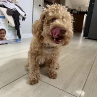 Gracie, a female Poodle - Miniature  for sale in Saint Augustine, FL – Photo 4 of 7