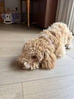 Gracie, a female Poodle - Miniature  for sale in Saint Augustine, FL – Photo 2 of 7