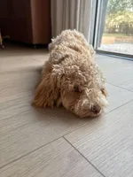 Gracie, a female Poodle - Miniature  for sale in Saint Augustine, FL – Photo 3 of 7