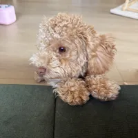 Gracie, a female Poodle - Miniature  for sale in Saint Augustine, FL – Photo 7 of 7