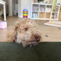 Gracie, a female Poodle - Miniature  for sale in Saint Augustine, FL – Photo 5 of 7