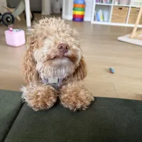 Gracie, a female Poodle - Miniature  for sale in Saint Augustine, FL – Photo 6 of 7