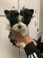 Hazel, a female Yorkshire Terrier for sale in Rainsville, AL – Photo 6 of 9