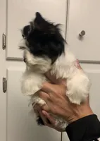 Hazel, a female Yorkshire Terrier for sale in Rainsville, AL – Photo 3 of 9