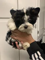 Hazel, a female Yorkshire Terrier for sale in Rainsville, AL – Photo 9 of 9