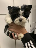 Hazel, a female Yorkshire Terrier for sale in Rainsville, AL – Photo 7 of 9