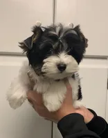 Maddox, a male Yorkshire Terrier for sale in Rainsville, AL – Photo 6 of 6