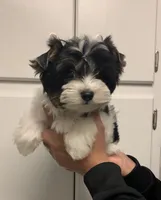 Maddox, a male Yorkshire Terrier for sale in Rainsville, AL – Photo 5 of 6