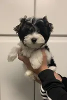 Maddox, a male Yorkshire Terrier for sale in Rainsville, AL – Photo 4 of 6