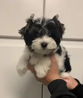 Maddox, a male Yorkshire Terrier for sale in Rainsville, AL – Photo 3 of 6